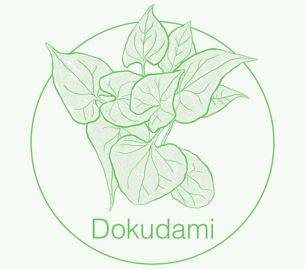 Dokudami